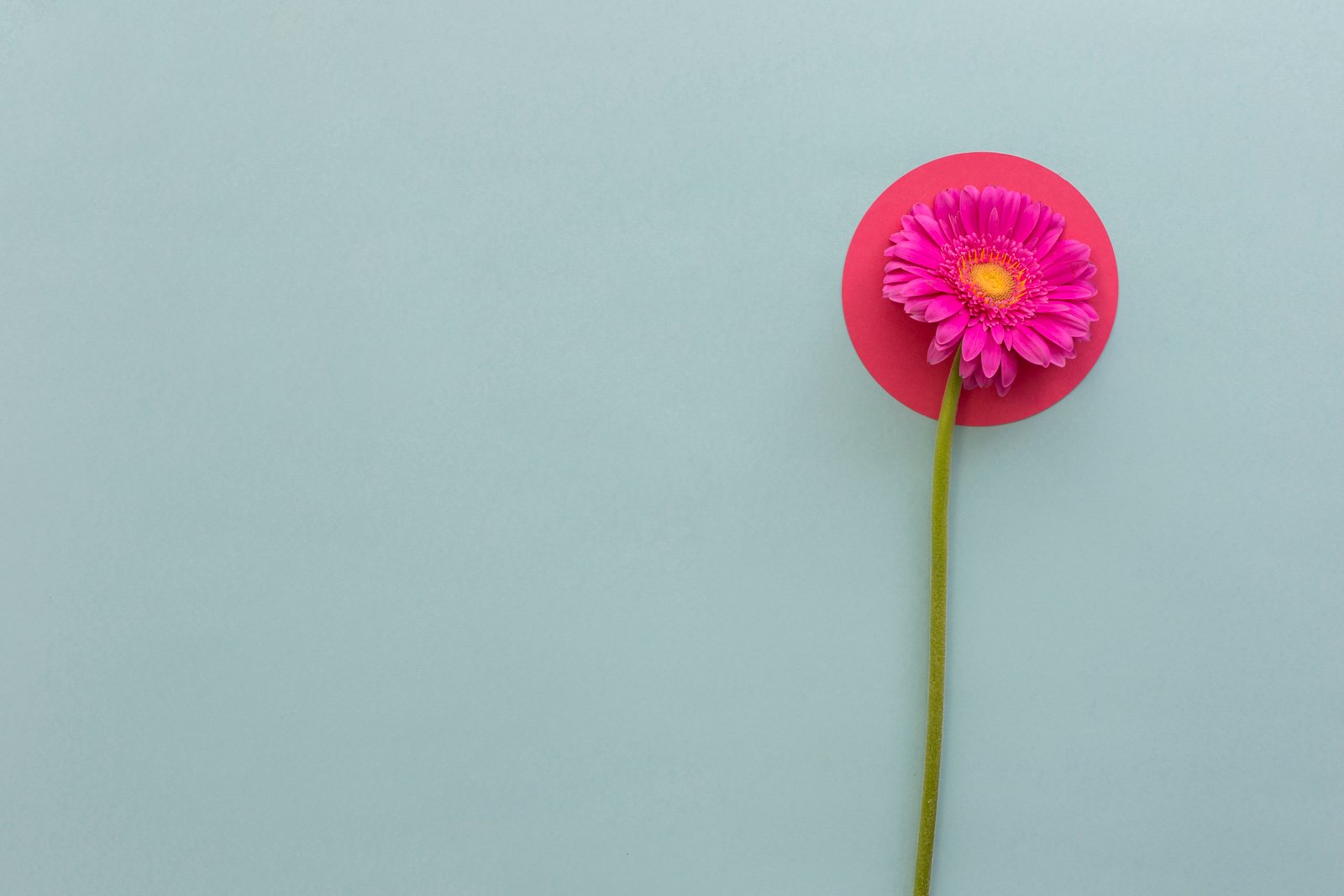 Thought Bloom